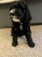 Bernedoodle Puppies for sale in Fort Wayne, IN 46804, USA. price: $1,500