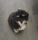 Bernedoodle Puppies for sale in Deltona, FL, USA. price: NA