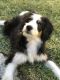Bernedoodle Puppies for sale in San Dimas, CA, USA. price: NA