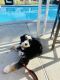 Bernedoodle Puppies for sale in Diamond Bar, CA, USA. price: NA