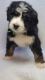 GORGEOUS BERNEDOODLE PUPPIES FROM GREAT LAKES KENNEL