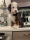 Bernedoodle Puppies for sale in Temple City, CA, USA. price: NA