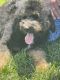 Bernedoodle Puppies for sale in Halifax, NC 27839, USA. price: NA