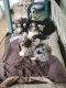 Bernedoodle Puppies for sale in Battle Ground, WA, USA. price: NA