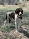 Bernedoodle Puppies for sale in La Junta, CO 81050, USA. price: NA