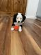 Bernedoodle Puppies for sale in Gainesville, FL, USA. price: NA