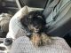 Bernedoodle Puppies for sale in Fort Wayne, IN, USA. price: $500