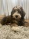 Bernedoodle Puppies for sale in Long Beach, CA 90803, USA. price: NA