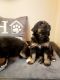 Bernedoodle Puppies for sale in Sacramento County, CA, USA. price: $2,000