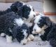 Bernedoodle Puppies for sale in Chatsworth, Los Angeles, CA, USA. price: NA