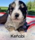 Bernedoodle Puppies for sale in Neillsville, WI 54456, USA. price: $2,500