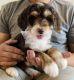 Bernedoodle Puppies for sale in Neillsville, WI 54456, USA. price: $1,600