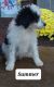 Bernedoodle Puppies for sale in Nathalie, VA 24577, USA. price: NA