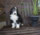 Bernedoodle Puppies for sale in Kent, WA, USA. price: NA