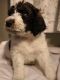 Bernedoodle Puppies for sale in Stevens, PA, USA. price: $950