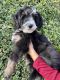 Bernedoodle Puppies for sale in Covina, CA, USA. price: NA