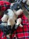 Bernedoodle Puppies for sale in Zumbrota, MN 55992, USA. price: NA
