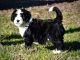 Bernedoodle Puppies for sale in Charlotte, NC, USA. price: NA
