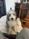 Bernedoodle Puppies for sale in Lancaster, PA, USA. price: $1,500