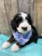 Bernedoodle Puppies for sale in Creola, OH 45622, USA. price: NA