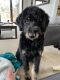 Bernedoodle Puppies for sale in Salem, OH 44460, USA. price: NA