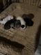 Bernedoodle Puppies for sale in Cincinnati, OH, USA. price: NA