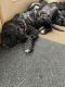 Bernedoodle Puppies for sale in Laingsburg, MI 48848, USA. price: NA