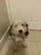 Bernedoodle Puppies for sale in Lake Worth, FL, USA. price: NA