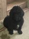 Bernedoodle Puppies for sale in SUGARCRK TWP, OH 45385, USA. price: NA