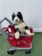 Bernedoodle Puppies for sale in Norwalk, CT, USA. price: NA