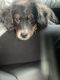 Bernedoodle Puppies for sale in Wake Forest, NC 27587, USA. price: NA