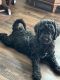 Bernedoodle Puppies for sale in North Wilkesboro, NC, USA. price: NA
