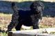 Bernedoodle Puppies for sale in Charlotte, NC, USA. price: NA