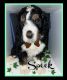 Bernedoodle Puppies for sale in Lee's Summit, MO, USA. price: NA