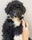 Bernedoodle Puppies for sale in Golden, CO, USA. price: $2,200