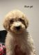 Bernedoodle Puppies for sale in Pearl City, IL 61062, USA. price: $600