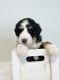 Bernedoodle Puppies for sale in Spokane, WA, USA. price: NA