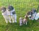 Bernedoodle Puppies for sale in Tunkhannock, PA 18657, USA. price: $150,000