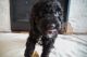 Bernedoodle Puppies for sale in Loveland, CO, USA. price: $1,800