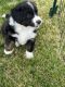 Bernedoodle Puppies for sale in Montrose, CO 81403, USA. price: $1,000