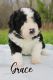 Bernedoodle Puppies for sale in Stevens Point, WI, USA. price: $1,800