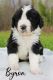 Bernedoodle Puppies for sale in Stevens Point, WI, USA. price: $1,600