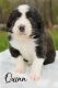 Bernedoodle Puppies for sale in Stevens Point, WI, USA. price: $1,800