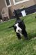 Bernedoodle Puppies for sale in Montrose, CO 81403, USA. price: $1,300