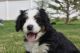 Bernedoodle Puppies for sale in Montrose, CO 81403, USA. price: $1,800