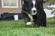 Bernedoodle Puppies for sale in Montrose, CO 81403, USA. price: $1,500