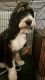 Bernedoodle Puppies for sale in Fleetwood, PA 19522, USA. price: $500