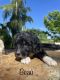 Bernedoodle Puppies for sale in Pleasantville, PA 15521, USA. price: $125,000