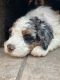 Bernedoodle Puppies for sale in Naperville, IL, USA. price: $4,000