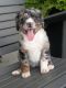 Bernedoodle Puppies for sale in Bargersville, IN, USA. price: $500